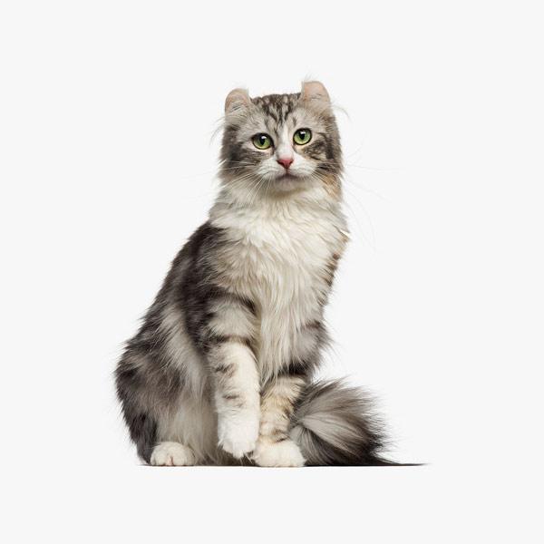 Cat Sitting Service in Allen Texas