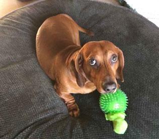 Pet Care Client Brown Dachshund by the name of Frank Barr