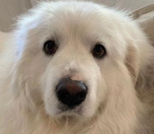 Meet Snowie a personal pet and home care dog sitting client