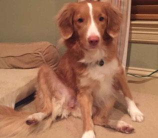 Meet SyrahV , a puppy pet care client