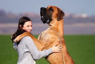 7 Steps to Babysitting a 150lb Great Dane