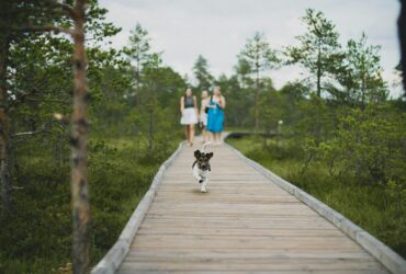 Top 10 Dog-Friendly Activities Around Allen, TX