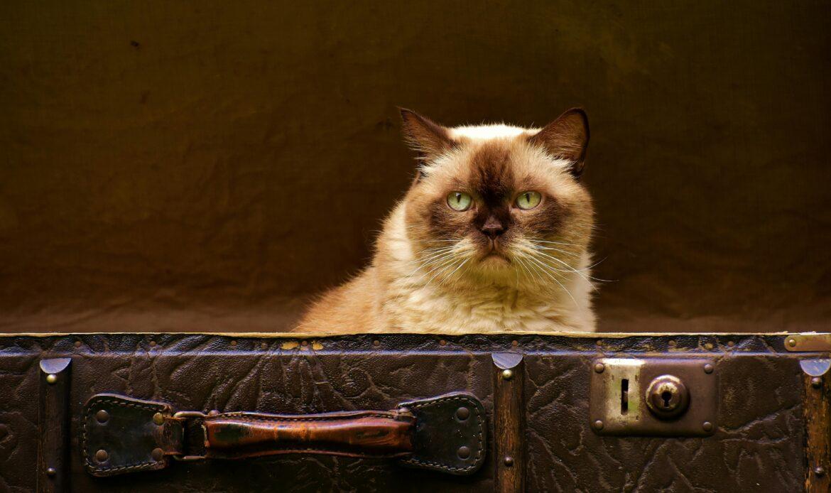 Importance of Routine for Pets