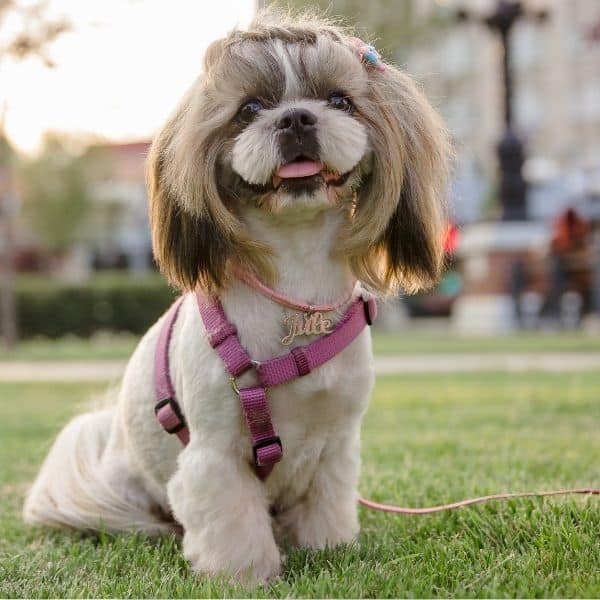 Allen, Fairview, Parker, Lucas, Plano, McKinney Dog Walking and Potty Breaks (1)