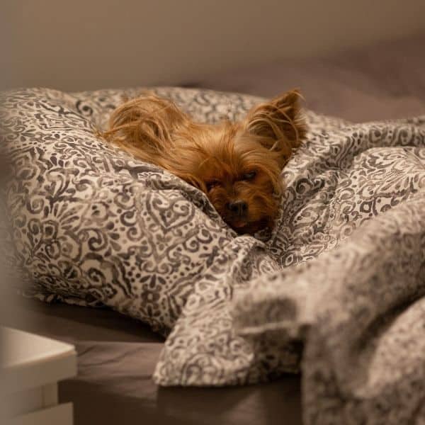 Allen, Fairview, Parker, Lucas, Plano, McKinney Overnight Dog Sitting feeding dog