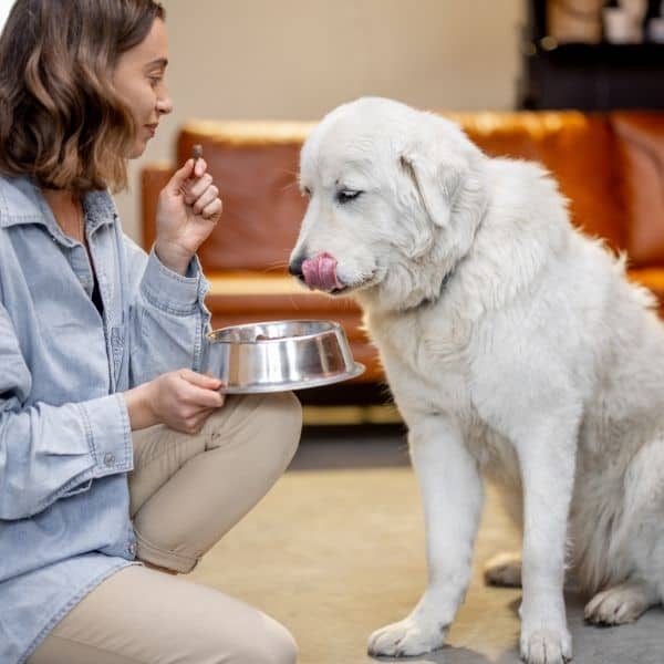 Allen, Fairview, Parker, Lucas, Plano, McKinney Pet Sitting feeding dog