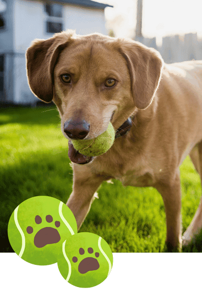 Almost Overnight Pet Care in Allen, Fairview, Parker, Lucas, Plano, McKinney