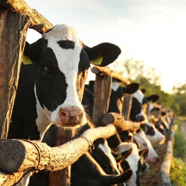 Animal Farm Cows Pet Care in Allen, Fairview, Parker, Lucas, Plano, McKinney