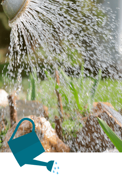 Plant and Home Care in Allen, Fairview, Parker, Lucas, Plano, McKinney, Texas