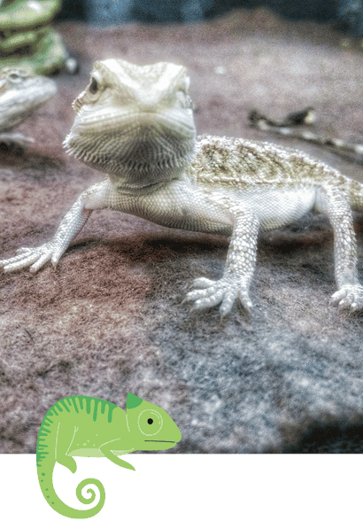 Pocket Pet Sitting in Allen, Fairview, Parker, Lucas, Plano, McKinney, Texas