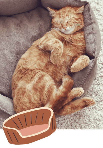 The Best Cat Sitters in Allen, Fairview, Parker, Lucas, Plano, McKinney, Texas (2)