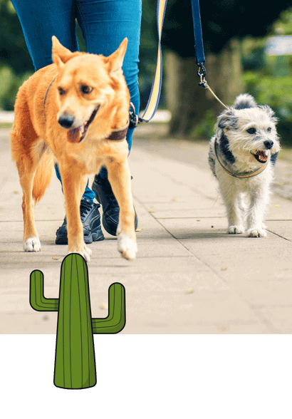 The Best Dog Walkers in Allen, Fairview, Parker, Lucas, Plano, McKinney, Texas