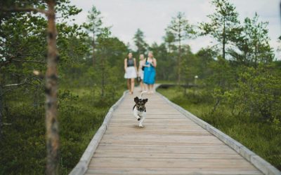 Top 10 Dog-Friendly Activities Around Allen, TX