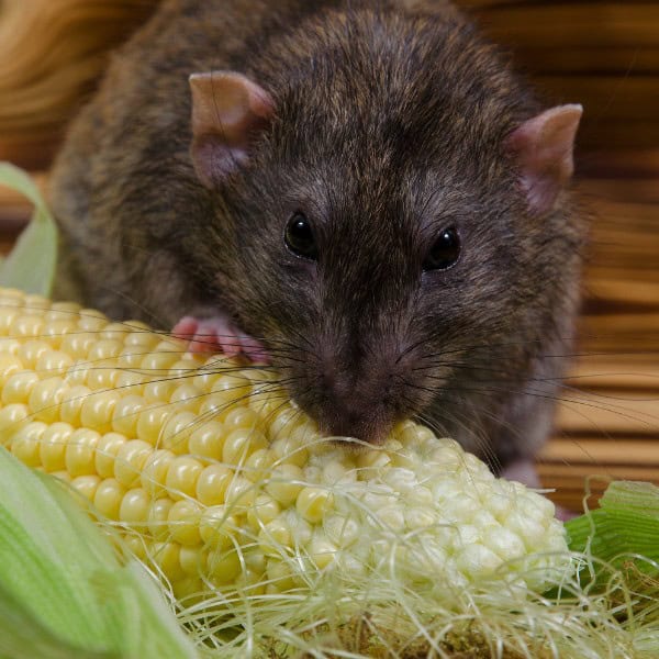 rat eating Pocket Pet Care in Allen, Fairview, Parker, Lucas, Plano, McKinney