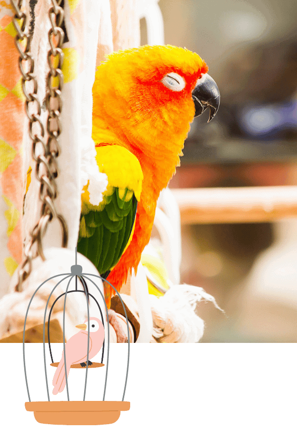 Allen Texas Parrot Bird Care