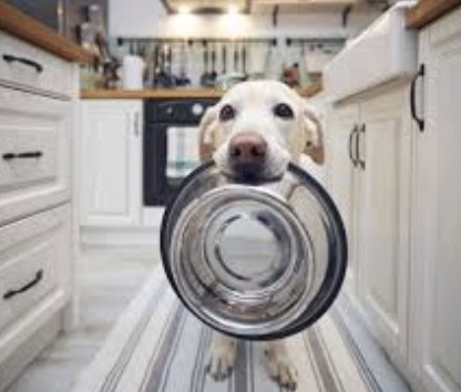Is Your Pet Hangry?