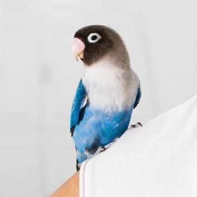 bird on bird sitters shoulder in allen tx