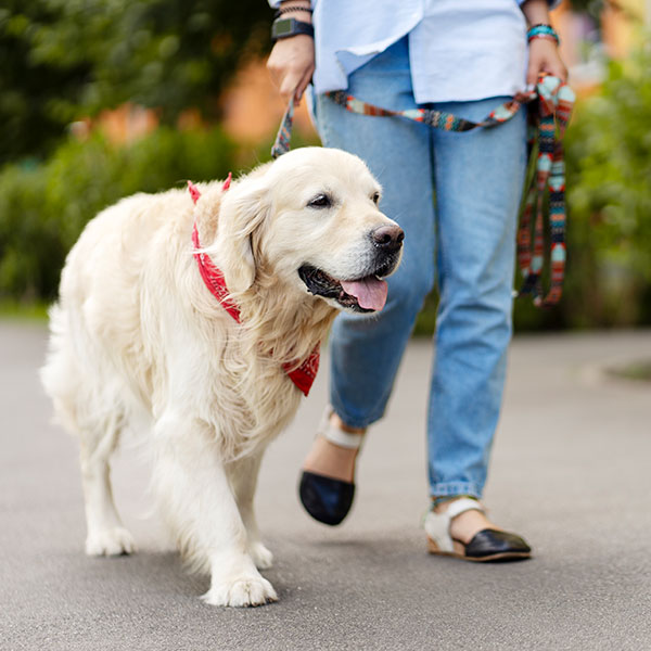 A beautiful retriever going for a walk in Parker, TX by Personal Pet and Home Care