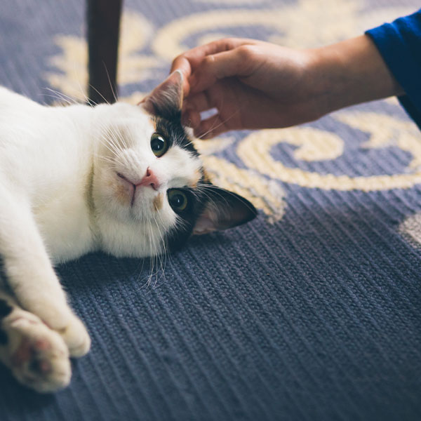 A cat being pet by a Personal Pet and Home Care staff member during a pet care visit in Plano, TX