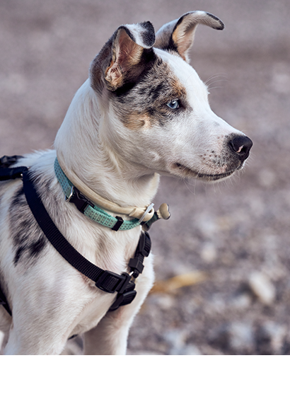 A border collie puppy on a walk with Personal Pet and Home Care in Lucas, TX