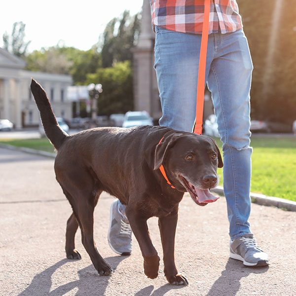 A dog walker from Personal Pet and Home Care walking a beautiful brown lab in the historic McKinney Texas