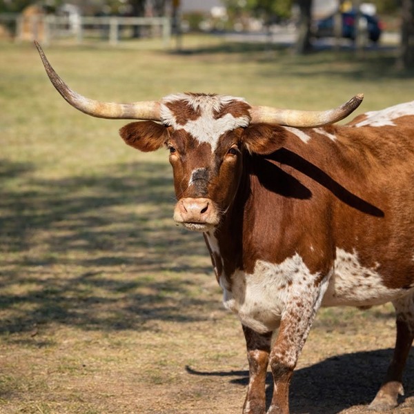 A Texas longhorn in a field in Fairview, Texas.