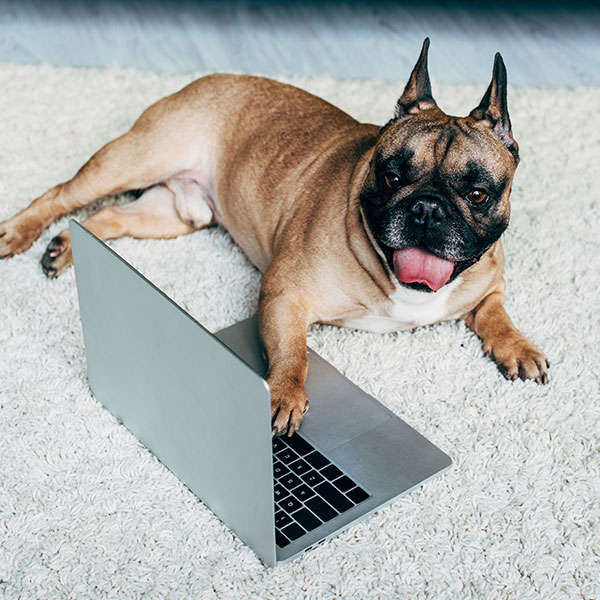 A dog applying for it's owner to be a Personal Pet and Home Care team member. 