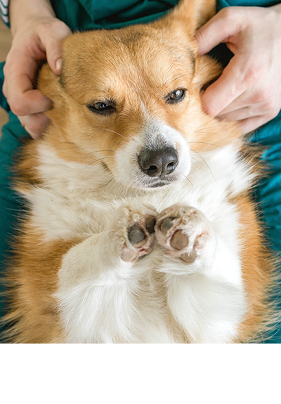 Cute dog getting pet by a staff member from Personal Pet and Home Care.